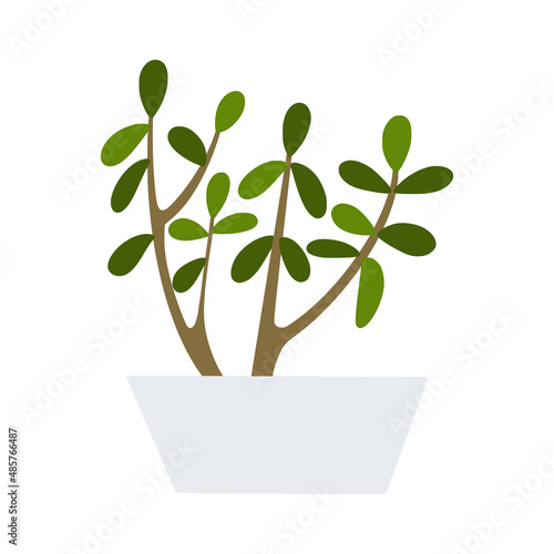 Jade plant in flowerpot. Flat hand drawn foliage crassula houseplant for modern office or home decor illustration. Cute green flower for urban jungle garden.