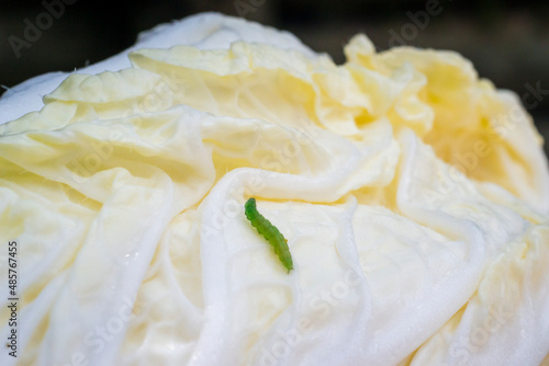 Worm crawling on Chinese cabbage