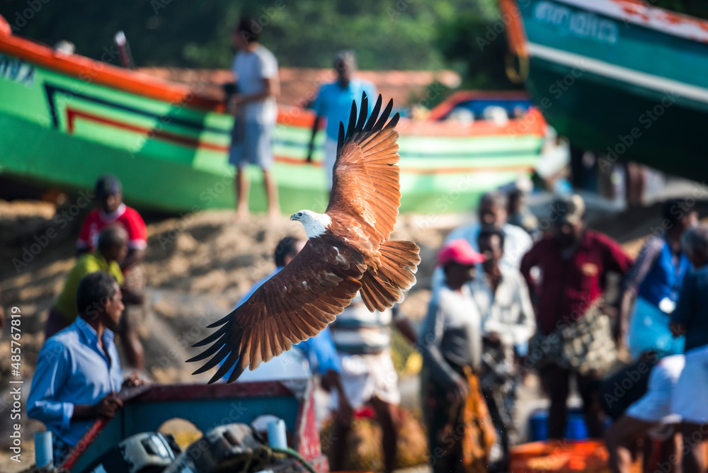 Naklejka premium Lesser Fish Eagle (Haliaeetus Humilis), Kappil Beach, Varkala, Kerala, India