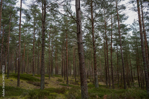 Lush undergrowth in a pine tree forest 