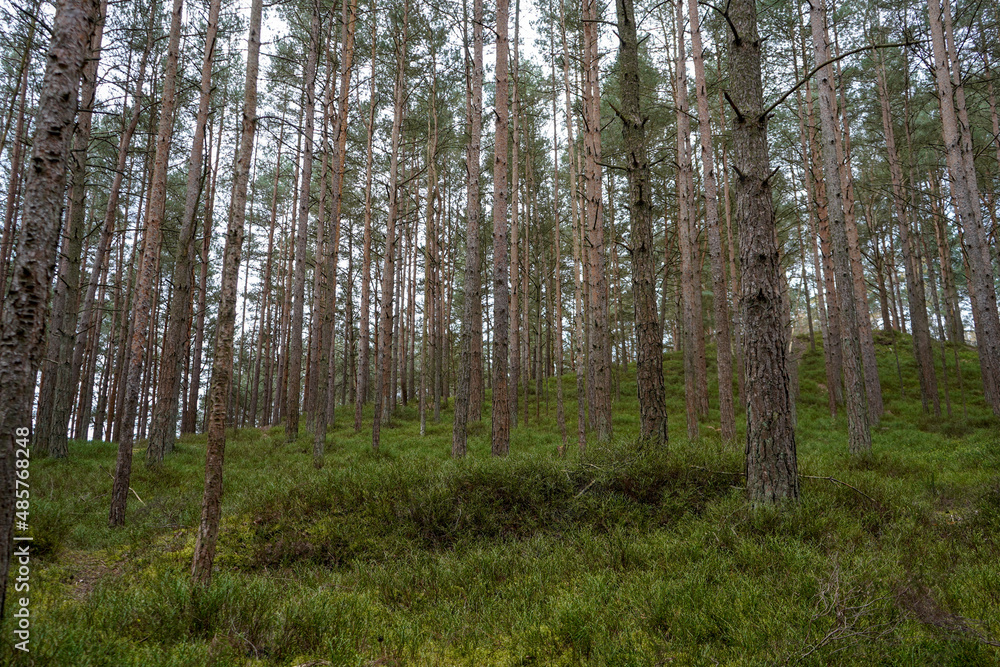 Lush undergrowth in a pine tree forest Lush undergrowth in a pine tree forest