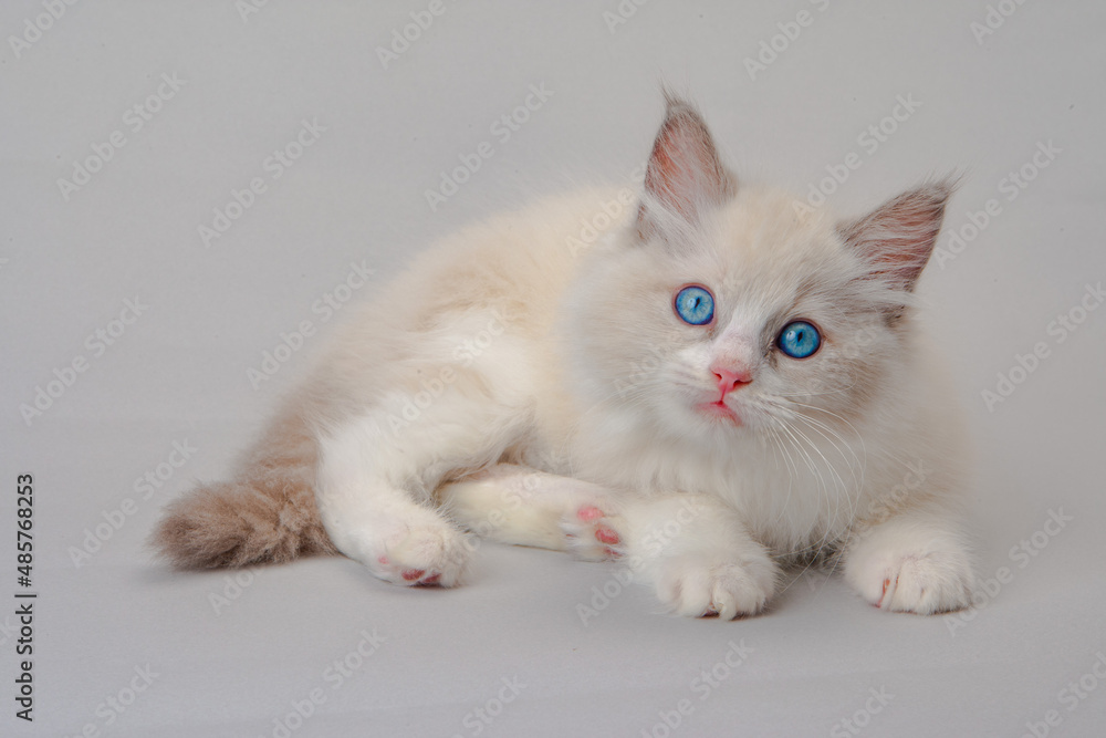 ラグドールの子猫　青い目
