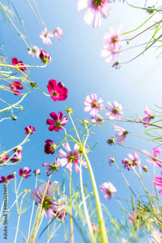 Close-up Pink Sulfur Cosmos flowers blooming on garden plant in blue sky background Close-up Pink Sulfur Cosmos flowers blooming on garden plant in blue sky background