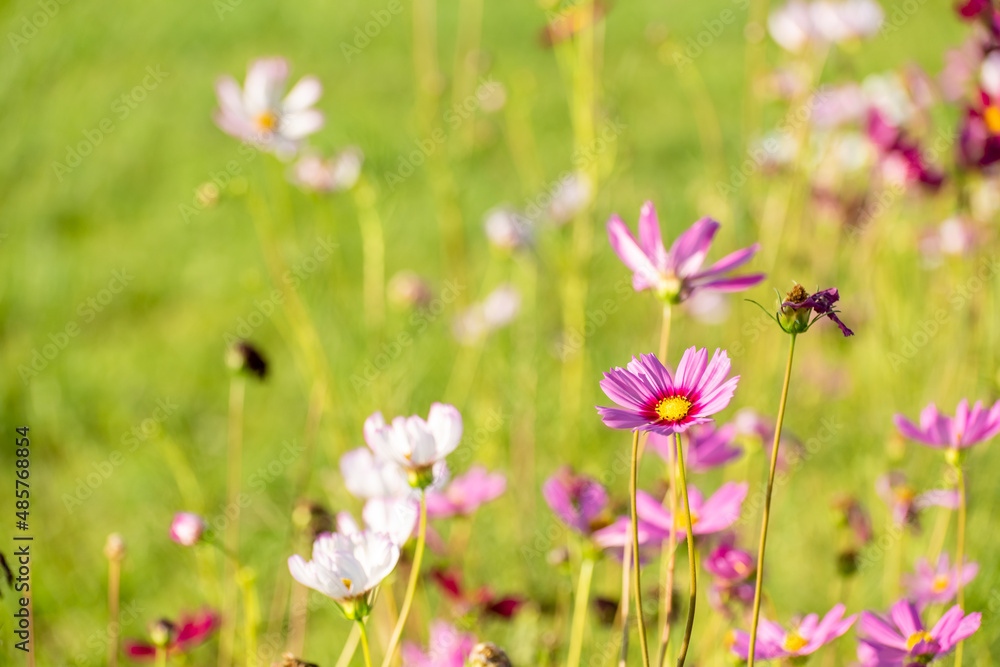 Close-up Pink Sulfur Cosmos flowers blooming on garden plant in green background Close-up Pink Sulfur Cosmos flowers blooming on garden plant in green background