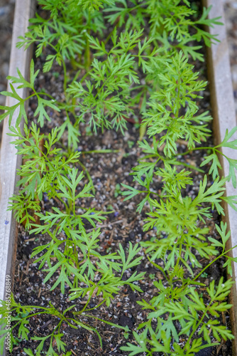 Close up of carrot seedlings growing 