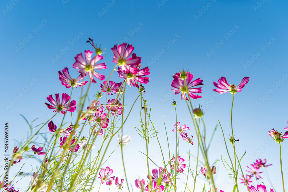 Close-up Pink Sulfur Cosmos flowers blooming on garden plant in blue sky background Close-up Pink Sulfur Cosmos flowers blooming on garden plant in blue sky background