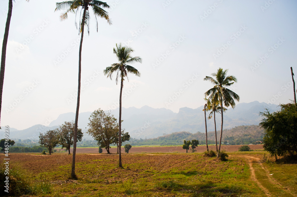 Landscape Photo of Farmland and Palm Trees Near Kanchanaburi, Thailand, Southeast Asia Landscape Photo of Farmland and Palm Trees Near Kanchanaburi, Thailand, Southeast Asia