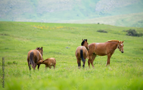 Horse and newborn foal on the background of mountains, a herd of horses graze in a meadow in summer and spring, the concept of cattle breeding, with place for text. © Vera