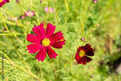 Royalty high quality free stock image. Close-up Red Sulfur Cosmos flowers blooming on garden plant in blue sky background