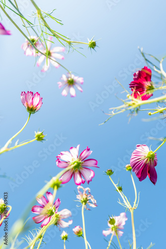 Royalty high quality free stock image. Close-up Pink Sulfur Cosmos flowers blooming on garden plant in blue sky background