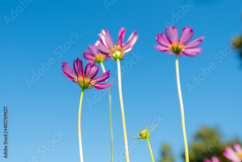 Close-up Pink Sulfur Cosmos flowers blooming on garden plant on blue background 