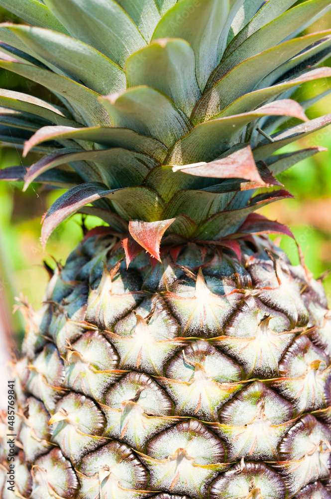 Obraz premium Close up of a Pineapple in the Mekong Delta, Vietnam, Southeast Asia