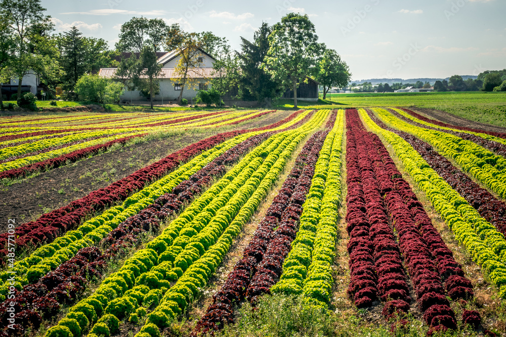 Colorful field of lettuce on a large agricultural field in Bavaria
