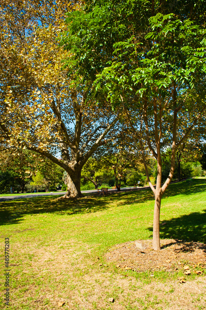 Autumn Trees in Sydney Royal Botanic Gardens, Sydney, Australia