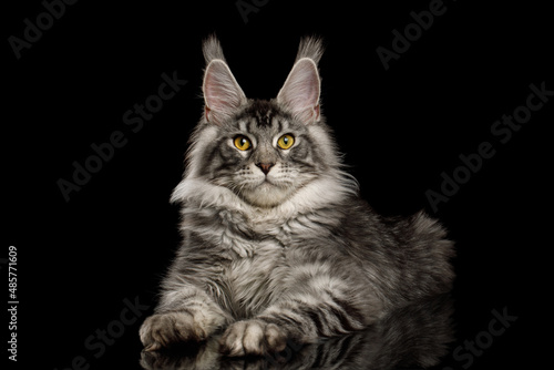 Silver color maine coon cat lying and looking in camera on Isolated black background, front view