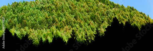 Dense Forest Panorama  Queenstown  South Island  New Zealand