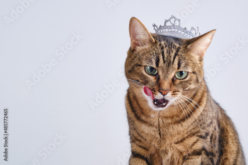Fototapeta Naklejka Na Ścianę i Meble -  Cat with a crown on the head. Proud muzzle of a cute tabby cat licking posing in a photo studio. Brown domestic cat dressed like a queen. Selective focus