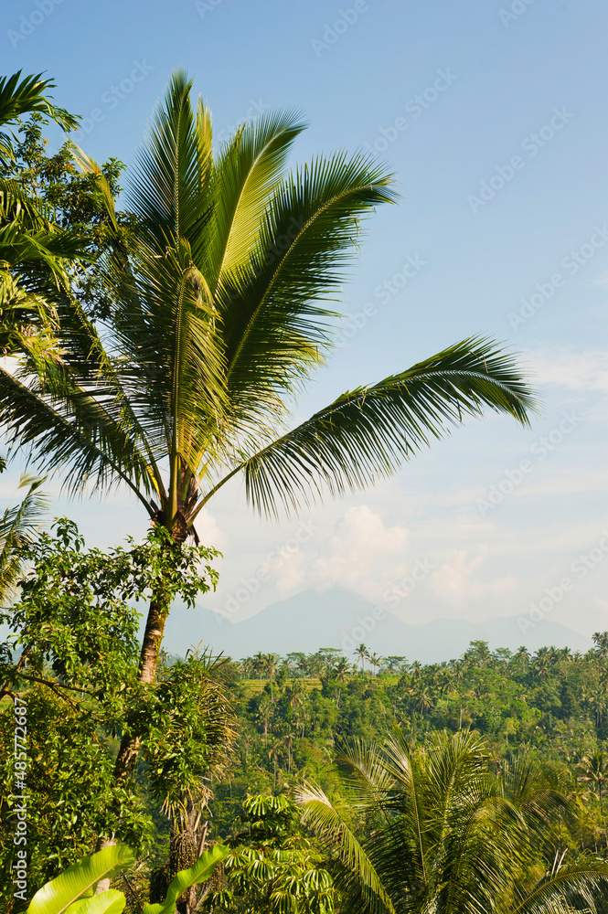 Volcano and palm tree, Bali, Indonesia, Southeast Asia, Asia, Asia