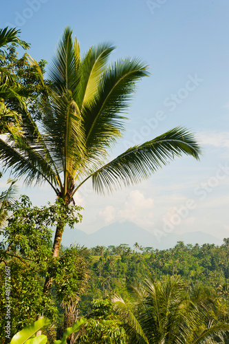 Volcano and palm tree  Bali  Indonesia  Southeast Asia  Asia  Asia