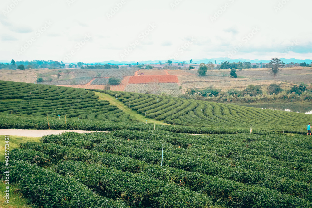 tea plantation scenery in thailand