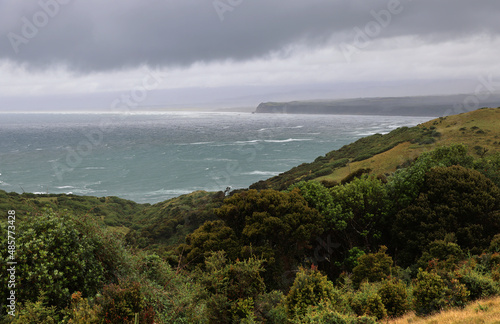 The typical vegetation of the island of Chiloe, Chile photo