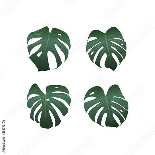 Monstera plant leaves on white background, vector illustration