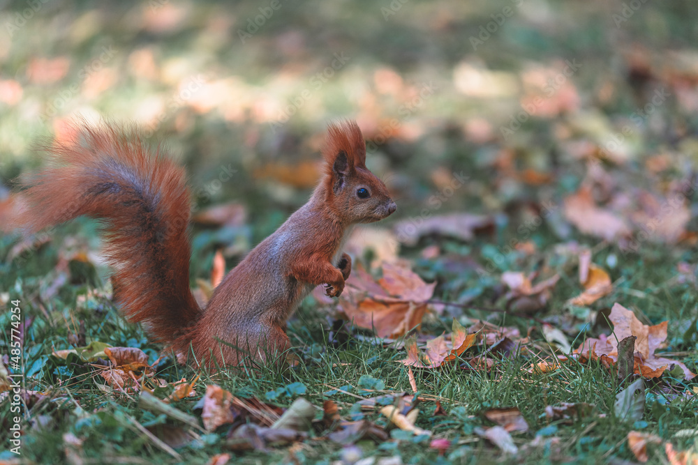 Fototapeta premium red squirrel in the park