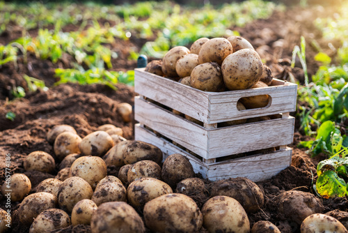 Fototapete Fresh potatoes in a wooden box in a field