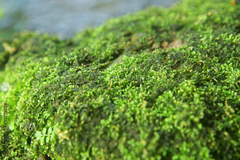 Beautiful green moss on the floor, moss closeup, macro.