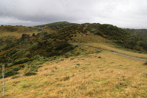 The typical vegetation of the island of Chiloe, Chile photo