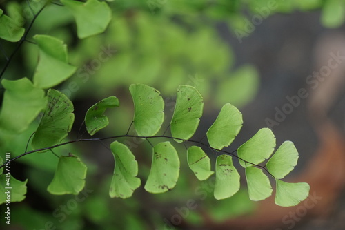 Adiantum raddianum (also called suplir kelor, Delta maidenhair fern) with a natural background. The genus name Adiantum comes from the Greek word 