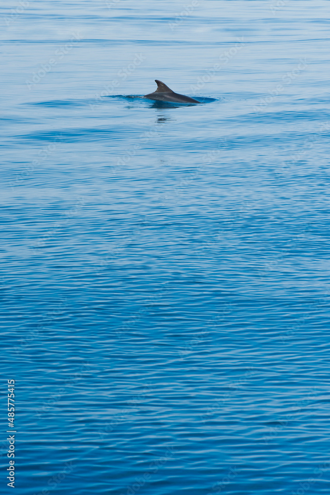Naklejka premium Photo of a dolphin dorsal fin, seen near Brac Island on the Dalmatian Coast, Croatia