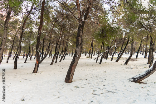 Snowy forest at Loutraki in Greece the next day of Elpis rare phenomenon.
 photo