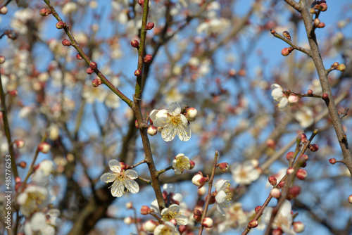 white plum blossom with buds on the branch in early spring in sunny day