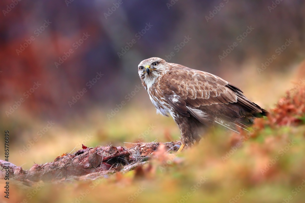 Fototapeta premium Common buzzard, buteo buteo, sitting next to dead animal in autumn. feathered predator eating prey on grass in fall. Wild bird observing in forest.