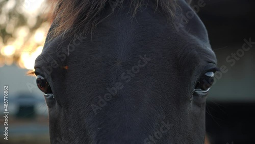 Close up of horses face with sun flares photo