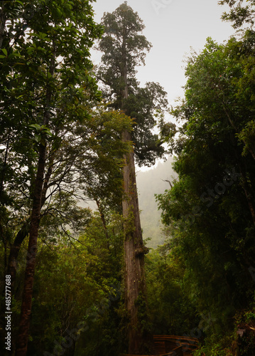 The Millennial Alerce in Alerce Andino National Park, Chile photo