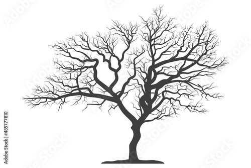 Scary dead tree silhouette image