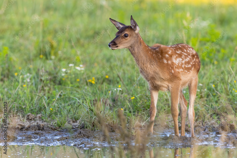 Young red deer, cervus elaphus, standing near the water on glade in summer. Little mammal looking next to spash. Spotted cub observing on flowered meadow. Young red deer, cervus elaphus, standing near the water on glade in summer. Little mammal looking next to spash. Spotted cub observing on flowered meadow.