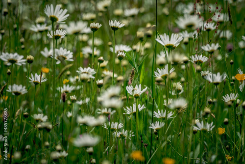 Wallpaper Mural First spring flowers, Colorful flowers and plants in the garden, Spring sunlight Torontodigital.ca