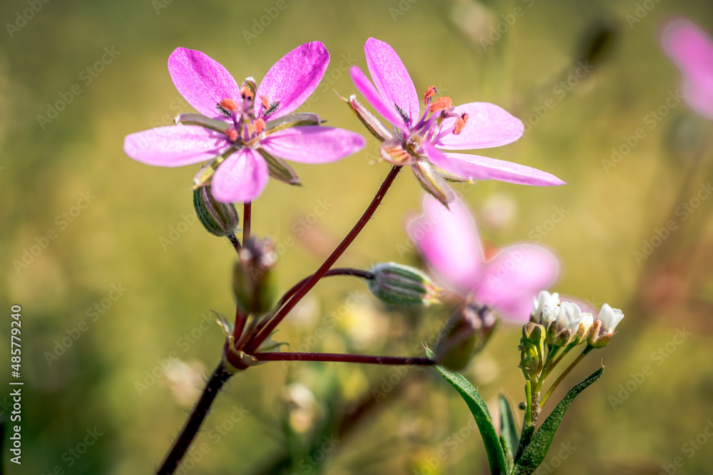 First spring flowers, Colorful flowers and plants in the garden, Spring sunlight First spring flowers, Colorful flowers and plants in the garden, Spring sunlight