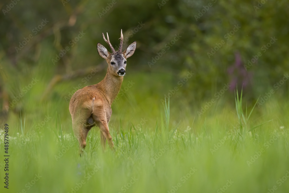 Obraz premium Roe deer, capreolus capreolus, observing on growing grass in summer nature. Antlered mammal looking to the camera on green field. Wild buck standing on meadow.