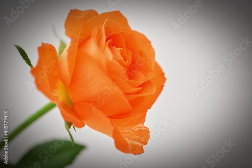 very nice a red rose