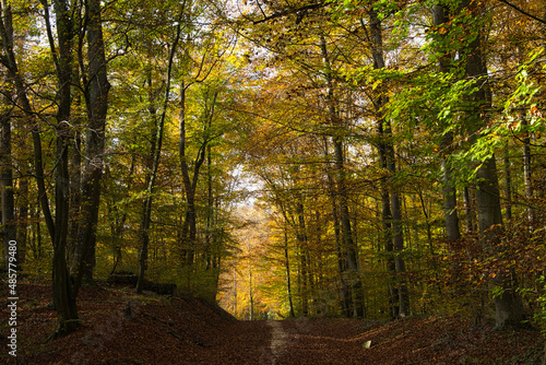 Herbstwald © Peter Allgaier