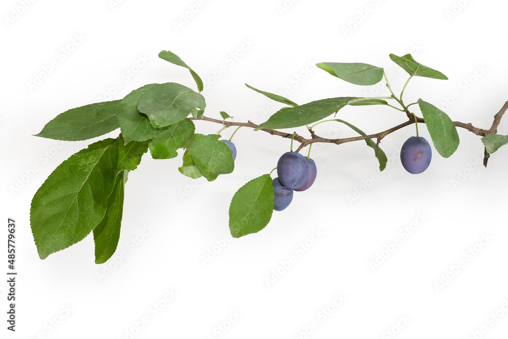Branch of the plum with fruits and leaves Branch of the plum with fruits and leaves