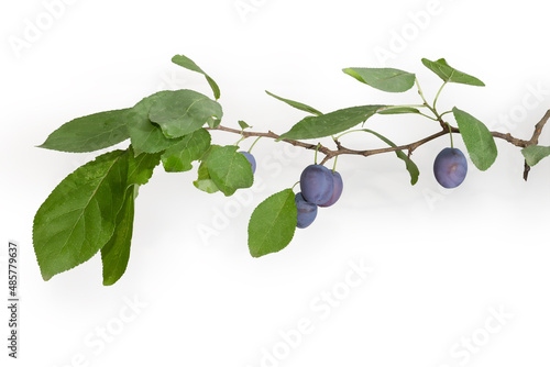 Branch of the plum with fruits and leaves
