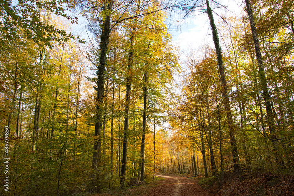 Fototapeta premium Herbstwald