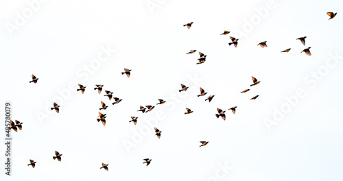 A flock of birds flying on a white background isolated. Awakening of nature in spring, free flight.