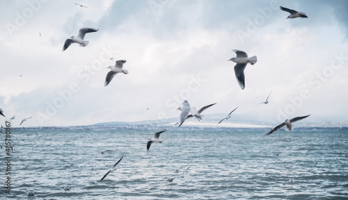 Fotografie, Obraz Many seagulls fly near the sea shore