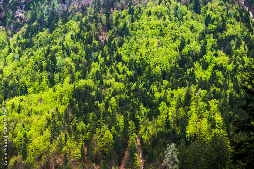 Fototapeta premium Alpine forest at Kranjska Gora, Juilan Alps, Triglav National Park, Upper Carniola, Slovenia